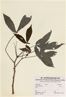 藏品(甜木薯)的圖片